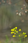 iPhone用[640x960]高画質壁紙「蜜蜂と花-Field Mustard」