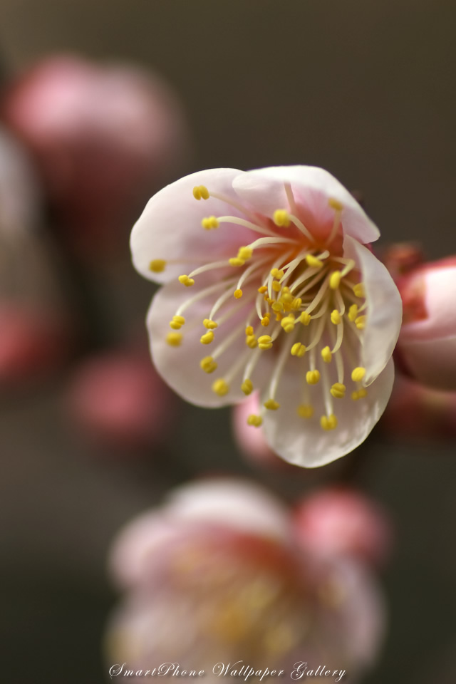 iPhone用高画質壁紙「梅の香-Japanese Apricot」