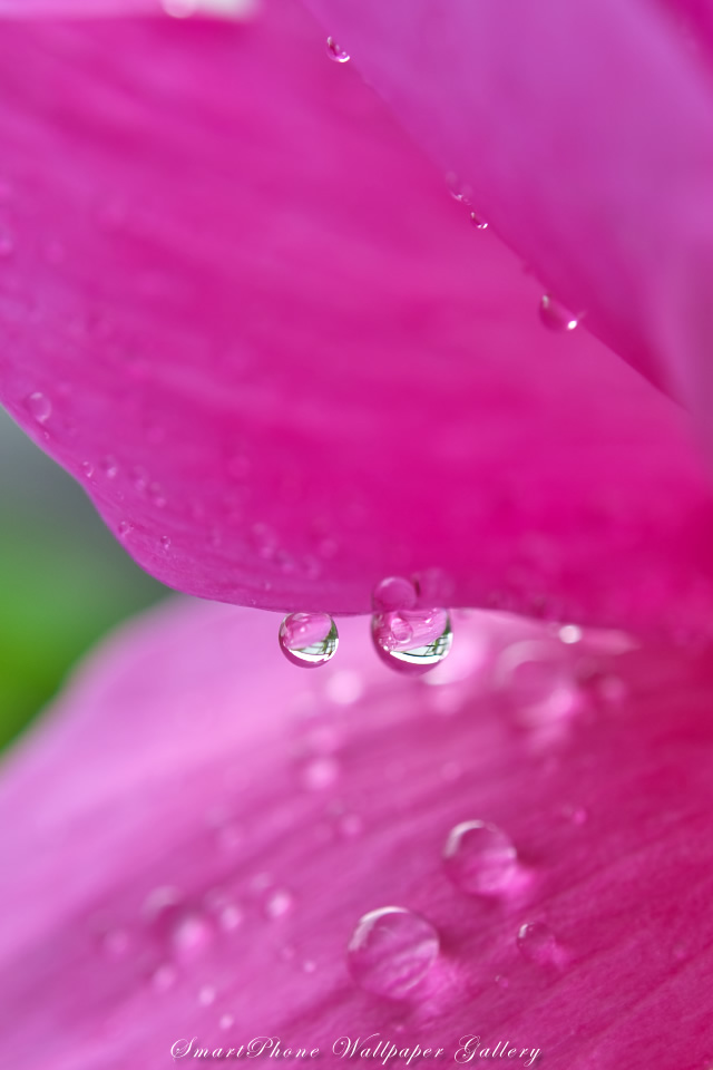 Free Iphone 4s Wallpaper Flower 芍薬 Rain Drops Iphone 壁紙館