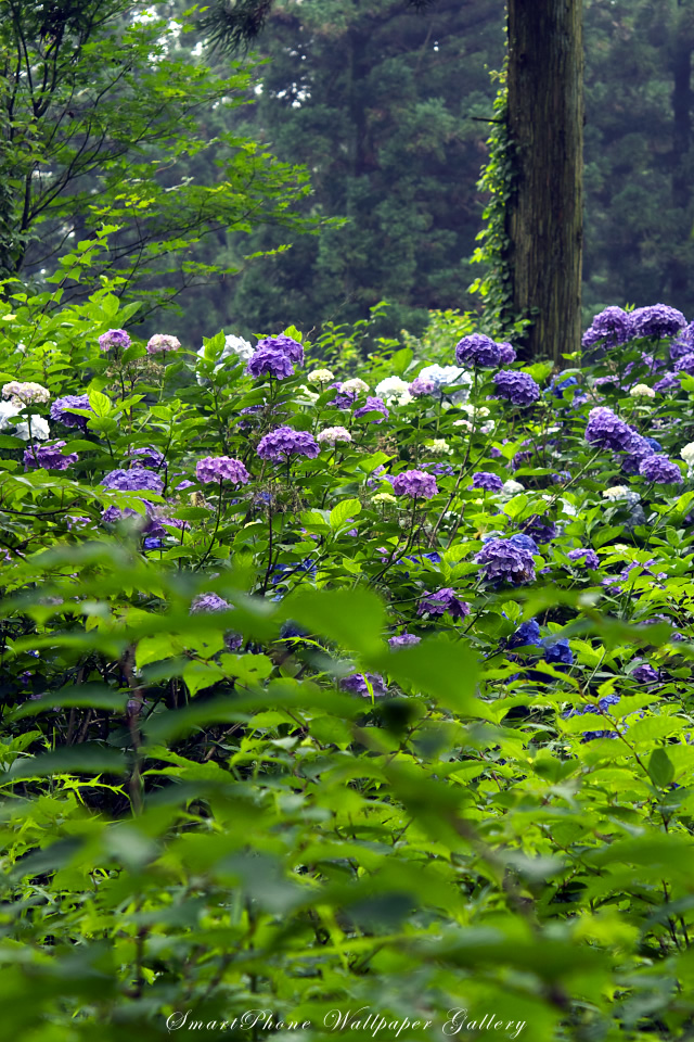 iPhone用高画質壁紙「紫陽花-Hydrangea」