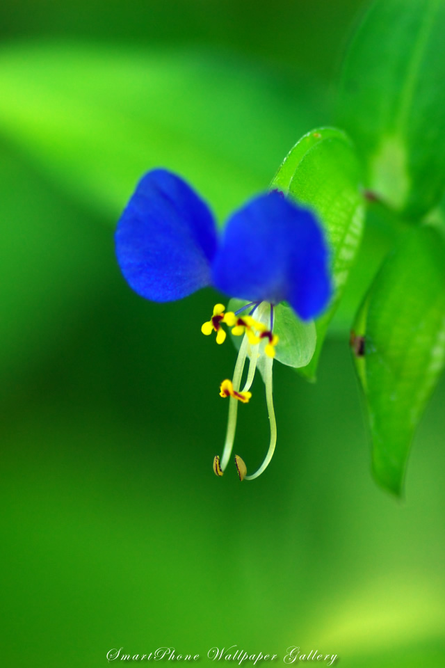 iPhone用高画質壁紙「露草-Asiatic Dayflower」