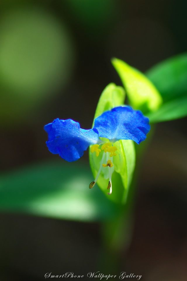 iPhone用高画質壁紙「露草-Asiatic Dayflower」