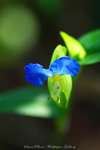 iPhone用[640x960]高画質壁紙「露草-Asiatic Dayflower」