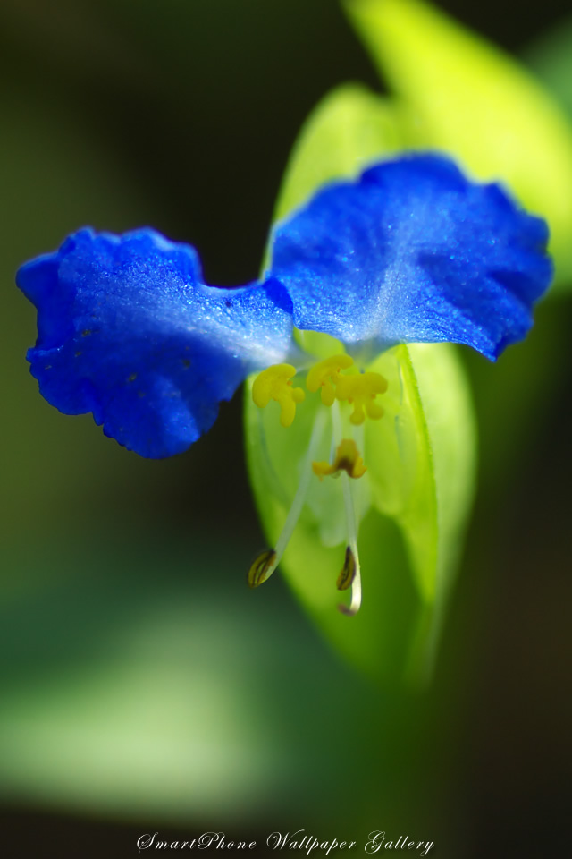 iPhone用高画質壁紙「露草-Asiatic Dayflower」