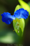 iPhone用[640x960]高画質壁紙「露草-Asiatic Dayflower」