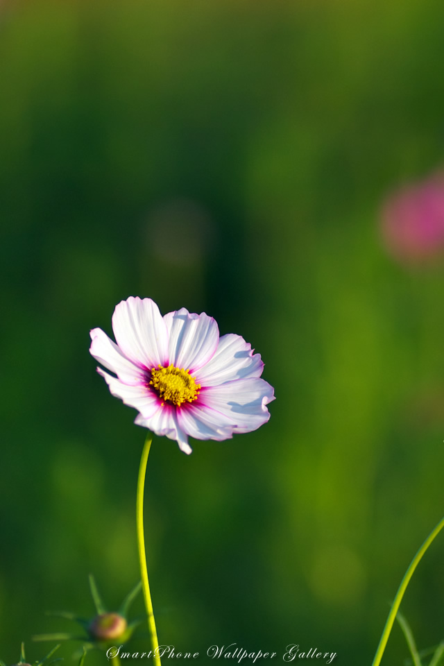 iPhone用高画質壁紙「秋桜-Cosmos」