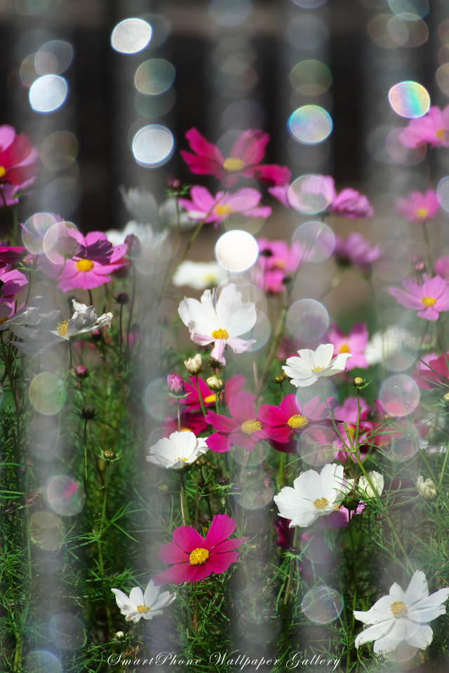 iPhone用高画質壁紙「秋桜-Cosmos」