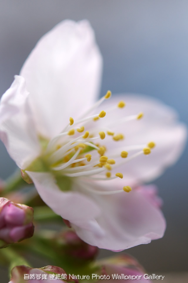 iPhone用高画質壁紙「山桜-Cherry Blossom」