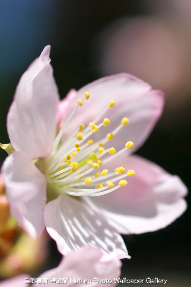 iPhone用高画質壁紙「桜-Cherry Blossom」