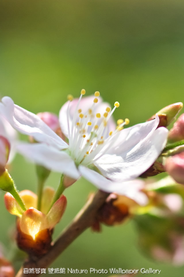 iPhone用高画質壁紙「桜-Cherry Blossom」