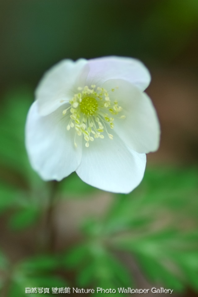 iPhone用高画質壁紙「一輪草（イチリンソウ）」