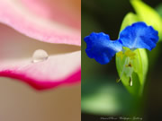 Wallpapers of flowers for iPhone 4s/4