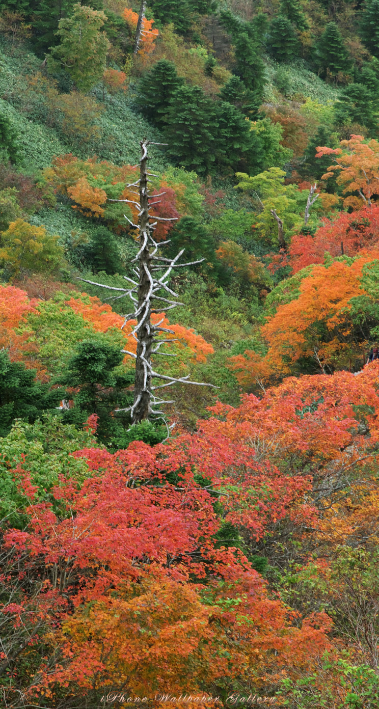 iOS 7-iPhone5用高画質壁紙「山腹秋景」