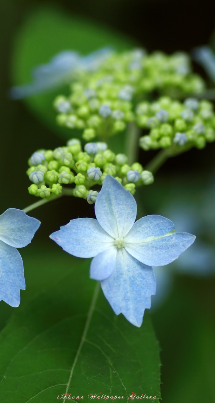 iOS 7-iPhone5用高画質壁紙「山紫陽花」