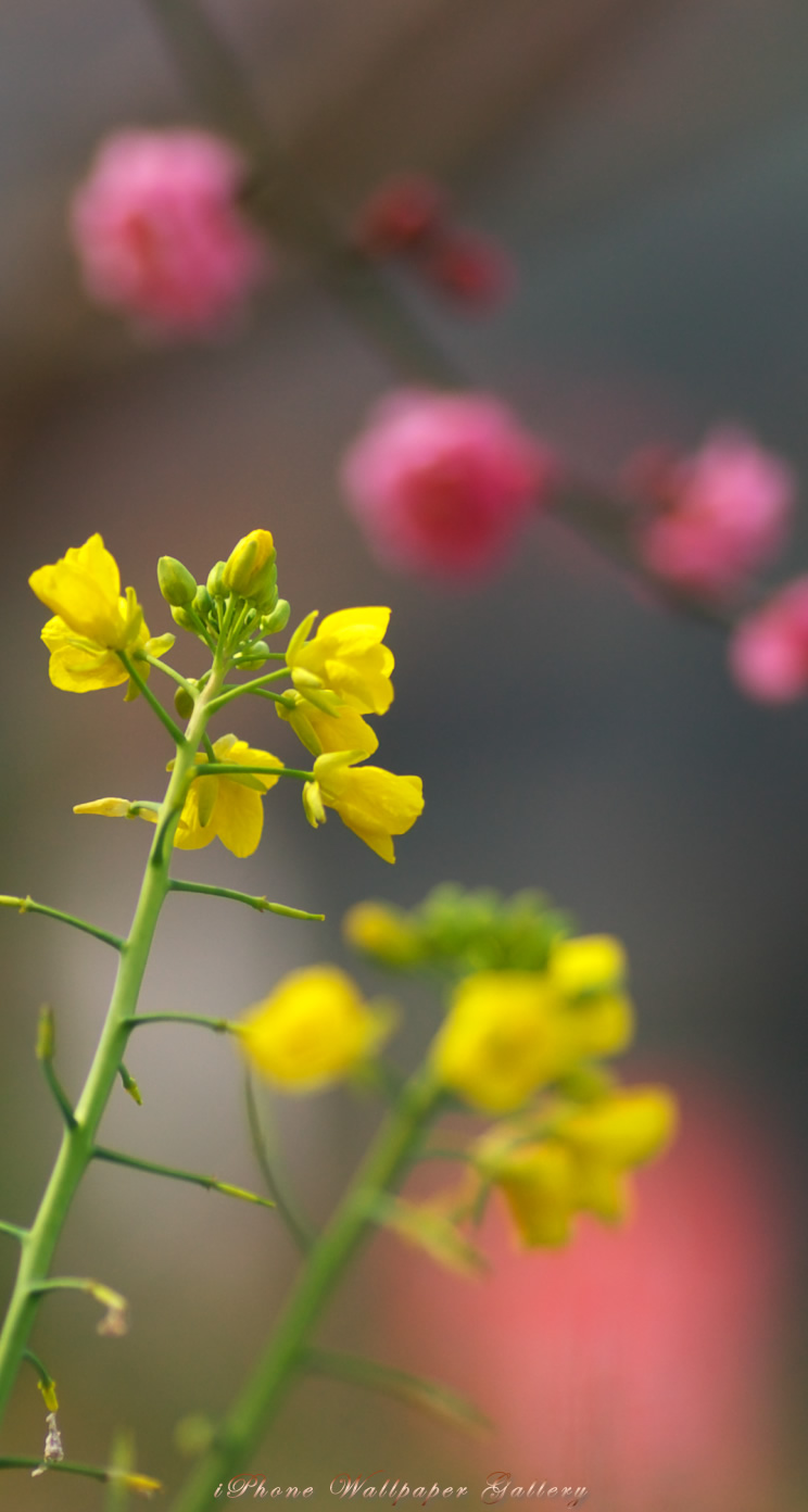 iOS 7-iPhone5用高画質壁紙「菜の花-3」