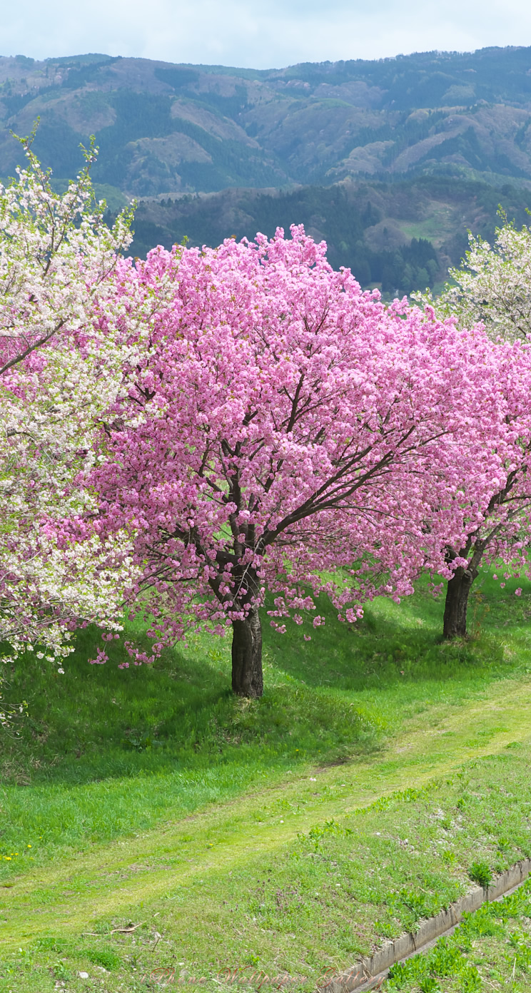 iOS 7-iPhone5用高画質壁紙「桜-4」