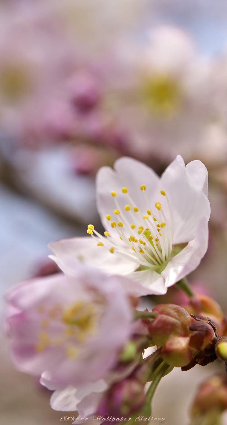 iOS 7-iPhone5用高画質壁紙「桜-7」