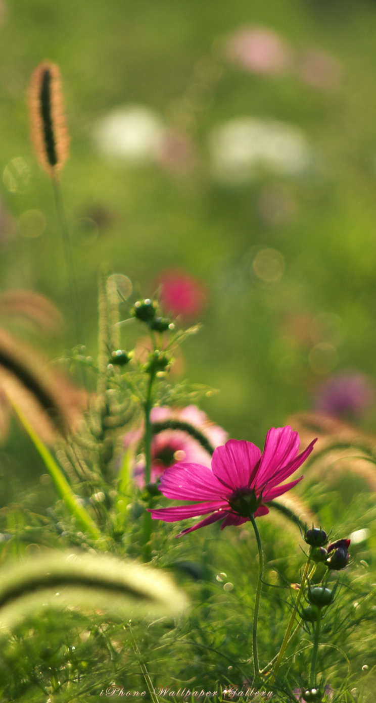 iOS 7-iPhone5用高画質壁紙「秋桜-4」