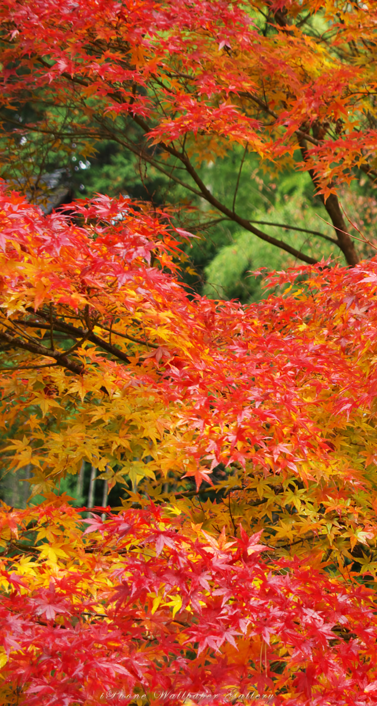 iOS 7-iPhone5用高画質壁紙「京都の紅葉-4」