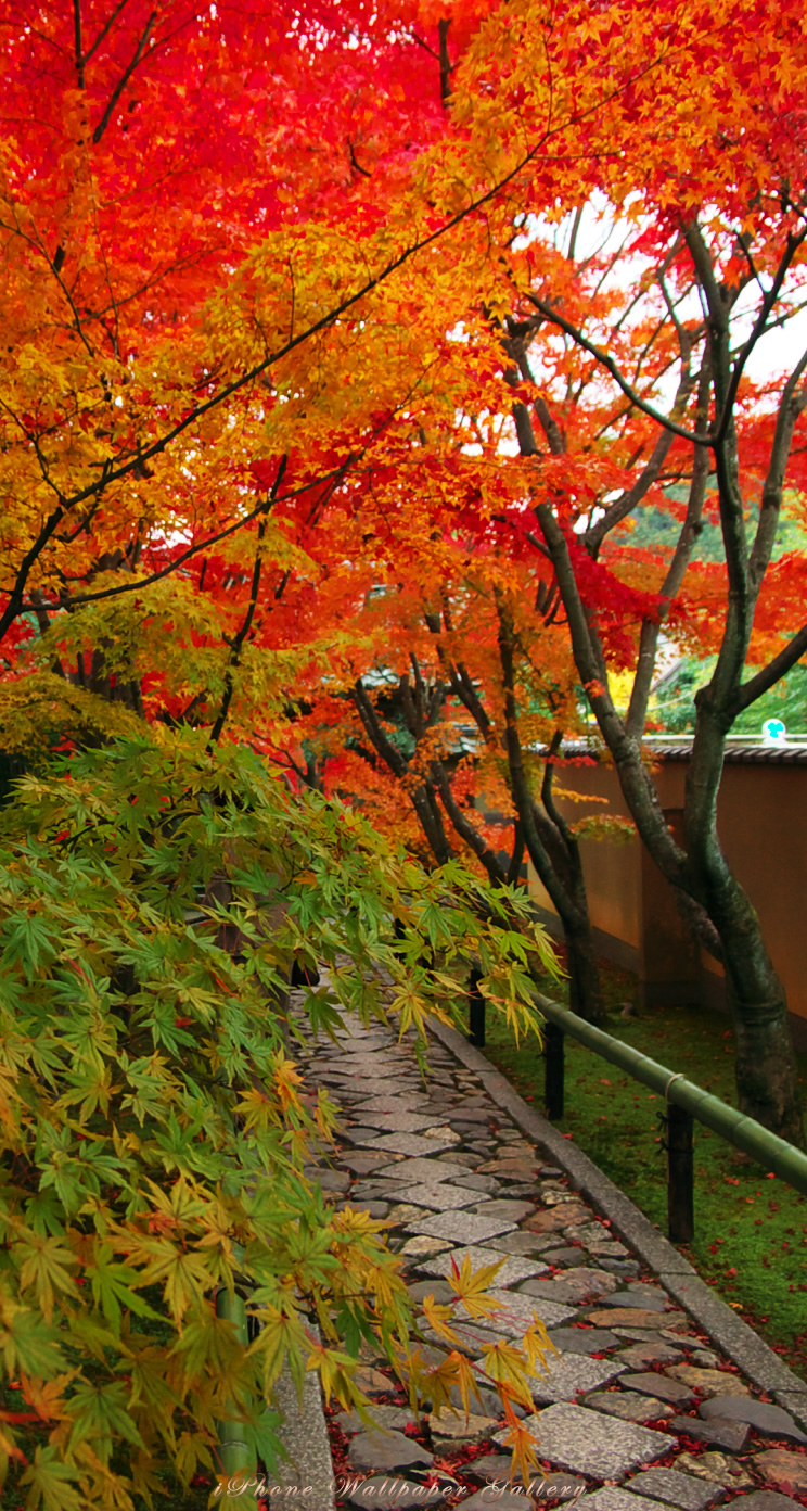 Iphone5 壁紙館 名所 旧跡 京都の紅葉 Iphone Wallpaper Alpine