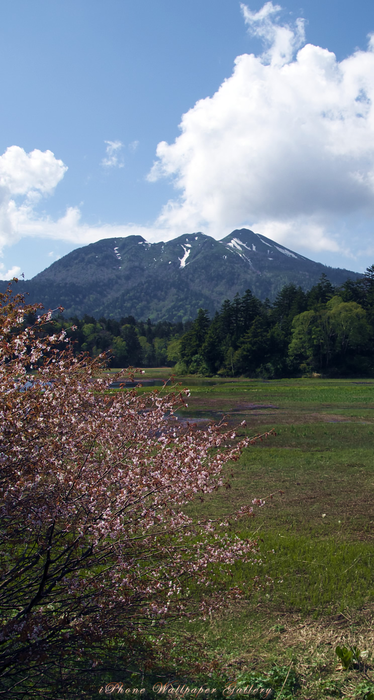 iOS 7-iPhone5用高画質壁紙「山桜と燧ヶ岳」