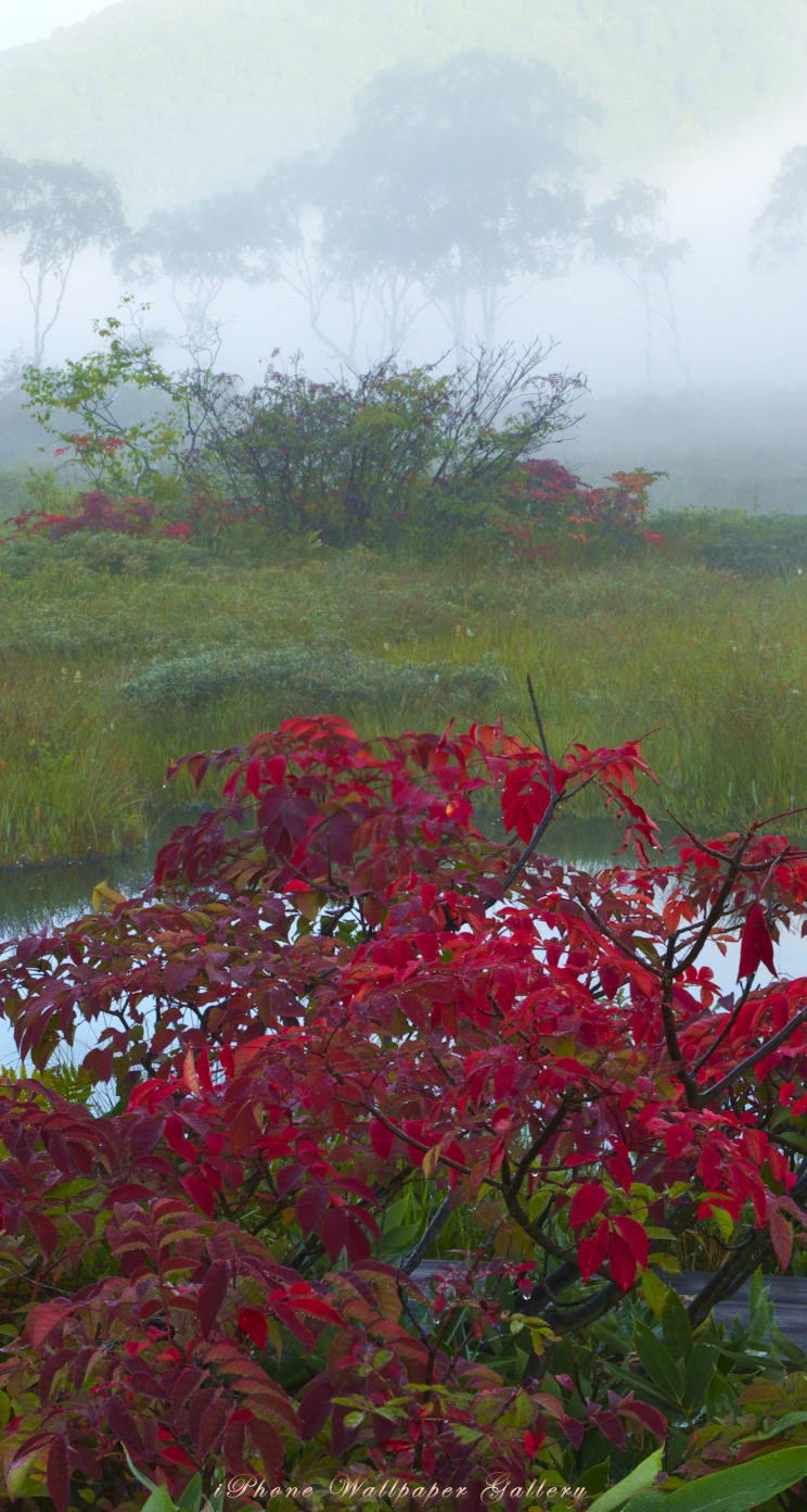 iOS 7-iPhone5用高画質壁紙「ナナカマド秋景」