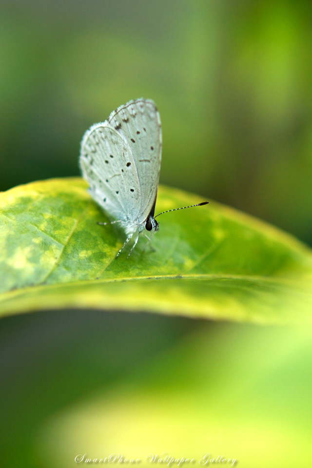 iPhone用高画質壁紙「ルリシジミ-Holly Blue」