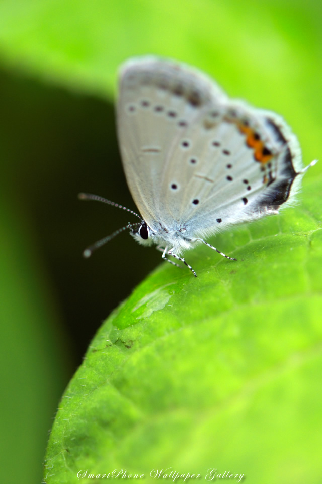 iPhone用高画質壁紙「ツバメシジミ-Short-Tailed Blue」