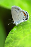 iPhone用[640x960]高画質壁紙「ツバメシジミ-Short-Tailed Blue」