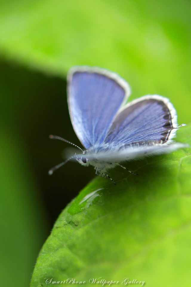 iPhone用高画質壁紙「ツバメシジミ-Short-Tailed Blue」