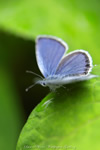 iPhone用[640x960]高画質壁紙「ツバメシジミ-Short-Tailed Blue」