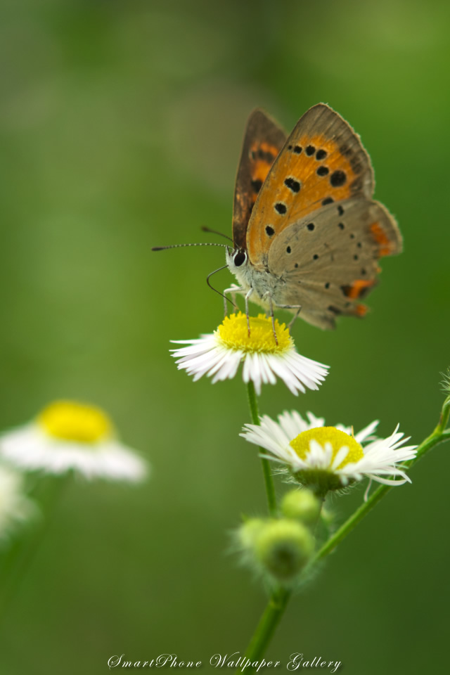 iPhone用高画質壁紙「ベニシジミ-Small Copper」