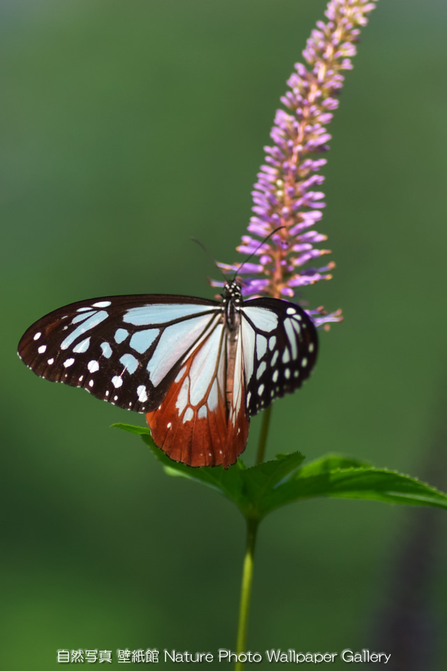 iPhone用高画質壁紙「Chestnut Tiger Butterfly」