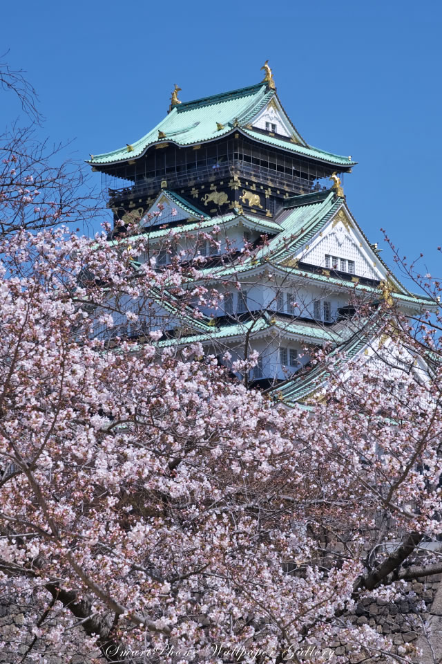 iPhone用高画質壁紙「桜と大阪城-Osaka Castle」