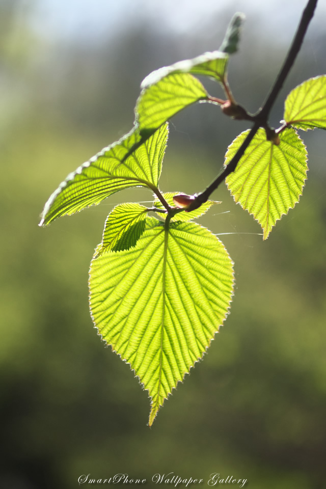 iPhone用高画質壁紙「若葉-Young Leaves」