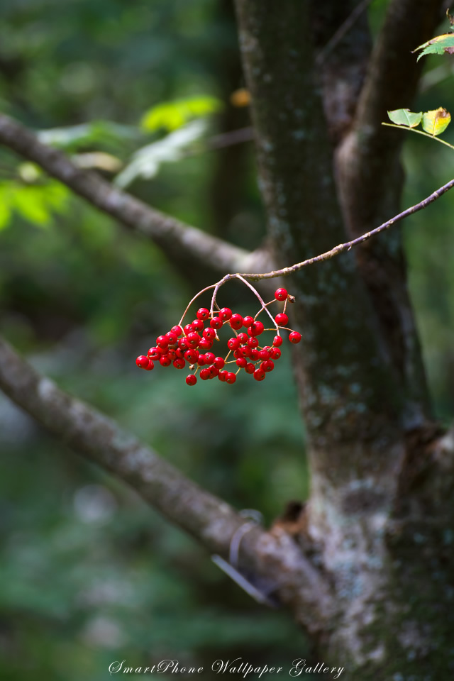 iPhone用高画質壁紙「ナナカマドの実-Rowan」