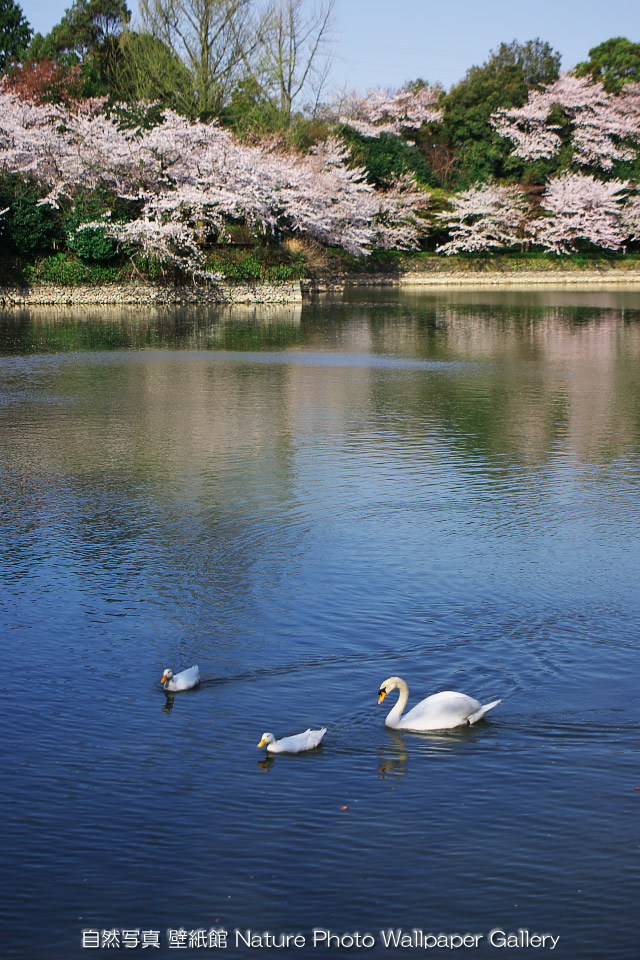 iPhone用高画質壁紙「桜と白鳥-Park in Spring」