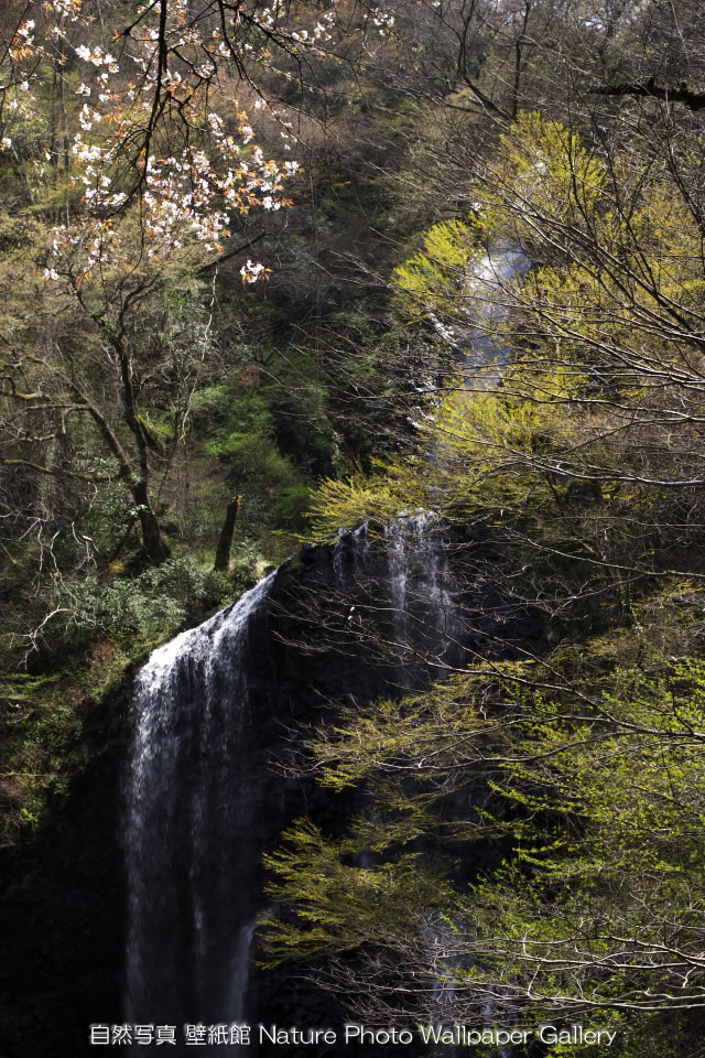 iPhone用高画質壁紙「春の滝-Waterfall」