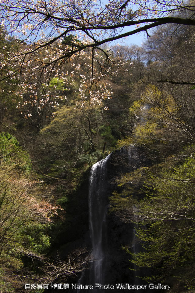 iPhone用高画質壁紙「桜と滝-Waterfall」