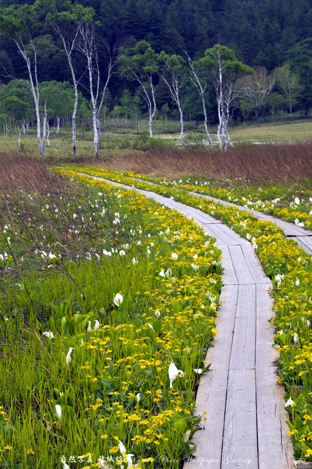 iPhone用高画質壁紙「尾瀬の木道-Boardwalk」